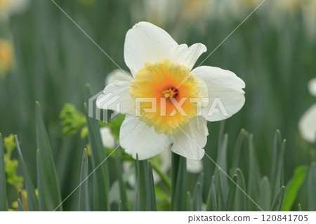 Daffodils in full bloom Daffodils in full bloom 120841705