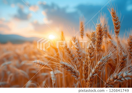 Golden Wheat Field at Sunset - Idyllic Summer Landscape for Agriculture Design Generative AI 120841749