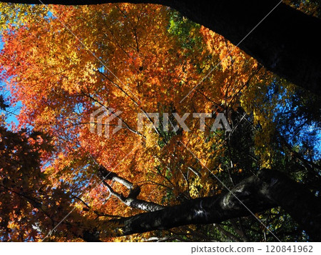Colorful autumn foliage at Iwamadera Temple 120841962