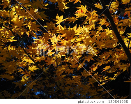 Colorful autumn foliage at Iwamadera Temple Colorful autumn foliage at Iwamadera Temple 120841968