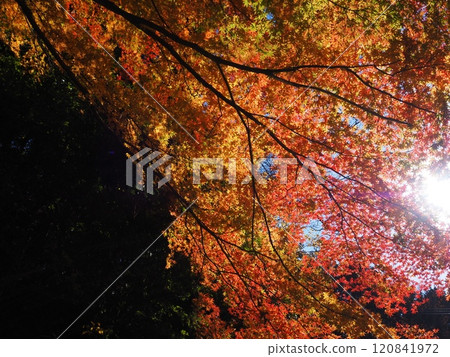 Colorful autumn foliage at Iwamadera Temple 120841972