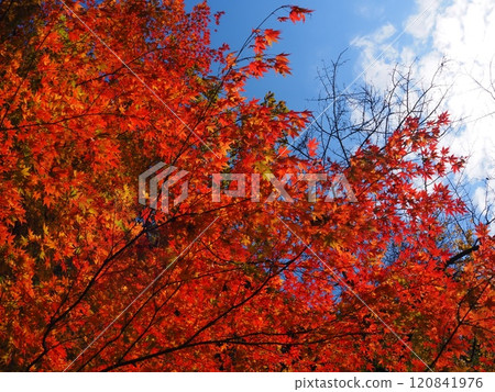 Colorful autumn foliage at Iwamadera Temple 120841976