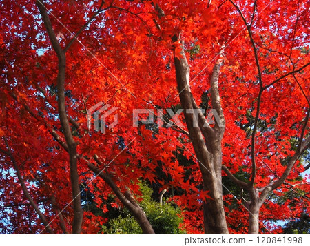 Colorful autumn foliage at Iwamadera Temple Colorful autumn foliage at Iwamadera Temple 120841998