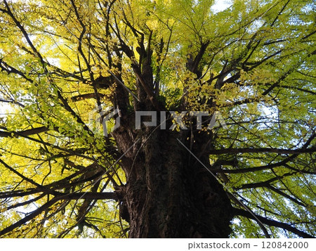 銀杏樹巨型樹 120842000