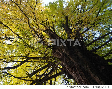 銀杏樹巨型樹 120842001