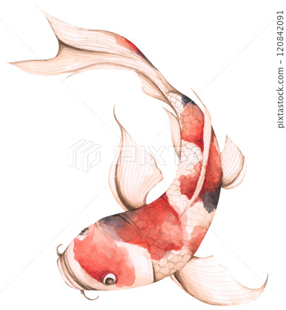 Koi Fish, Watercolor illustration - Art for Chinese New Year. Koi Fish, Watercolor illustration - Art for Chinese New Year. 120842091