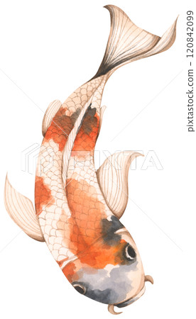 Koi Fish, Watercolor illustration - Art for Chinese New Year. Koi Fish, Watercolor illustration - Art for Chinese New Year. 120842099