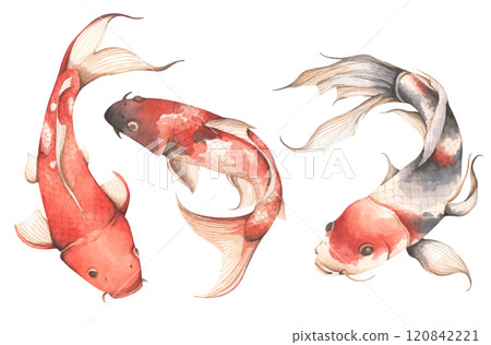 Set of Koi Fish, Watercolor illustration - Art for Chinese New Year. Set of Koi Fish, Watercolor illustration - Art for Chinese New Year. 120842221