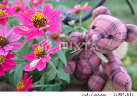 Zinnia and bear in a bicycle basket 120842618