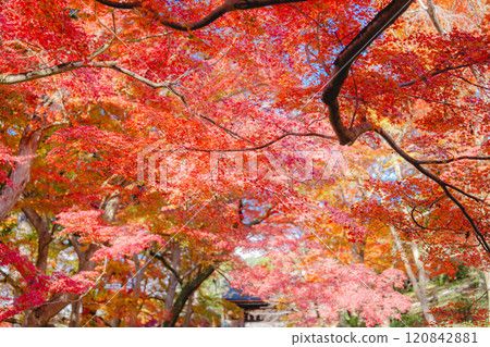 美麗的秋葉在京都 120842881