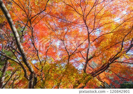 Beautiful autumn leaves in Kyoto Beautiful autumn leaves in Kyoto 120842901