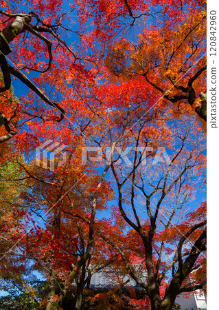 美麗的秋葉在京都 120842960