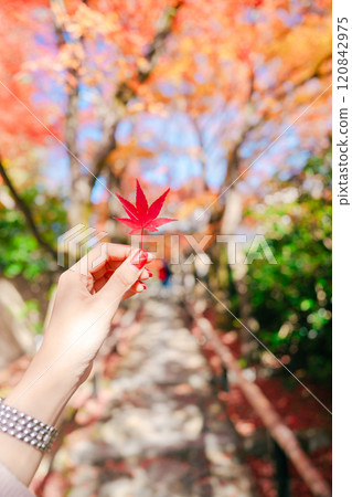 Beautiful autumn leaves in Kyoto 120842975