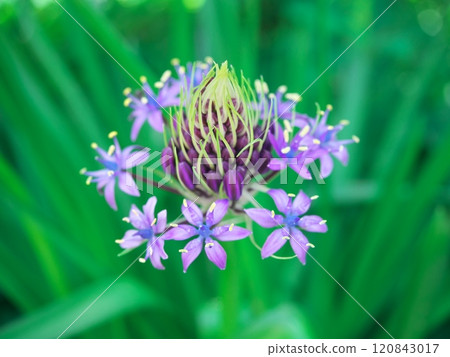 名古屋市天博區笹原公園的巨型鶴在春天綻放 120843017