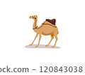 Cute Camel Cartoon Illustration Cute Camel Cartoon Illustration 120843038