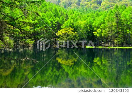 Fresh greenery at Mishaka Pond_Nagano Prefecture 120843303