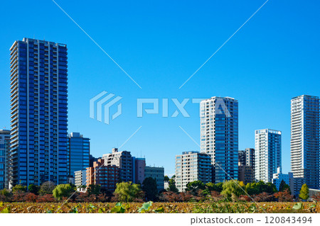 The lotus pond and skyscrapers of Shinobazu Pond in Ueno 120843494