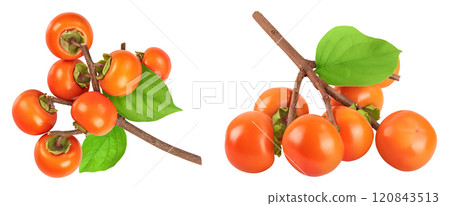 Persimmon fruit on the branch isolated on white background with full depth of field. Top view. Flat lay Persimmon fruit on the branch isolated on white background with full depth of field. Top view. Flat lay 120843513