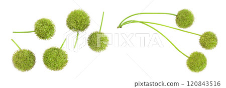 fruit of sycamore plane tree isolated on white bacground. Top view. Flat lay 120843516