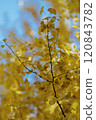 Golden ginkgo leaves shining against the blue sky 120843782