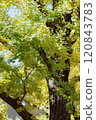 In the shade of green and yellow ginkgo trees 120843783