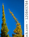Golden ginkgo trees shining against the blue sky 120843784
