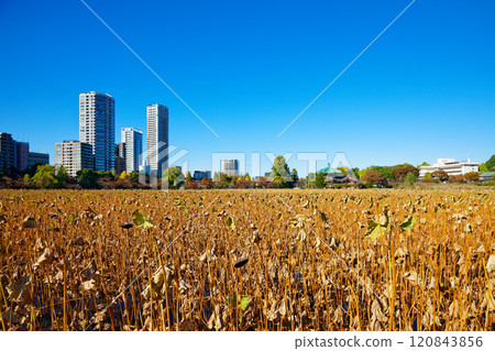 The lotus pond and skyscrapers of Shinobazu Pond in Ueno 120843856