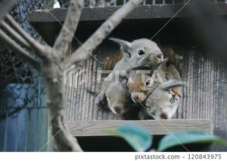 A Japanese squirrel peeking out from a nest box A Japanese squirrel peeking out from a nest box 120843975