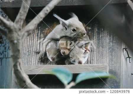 Japanese squirrels crowded together outside their nest box Japanese squirrels crowded together outside their nest box 120843976