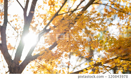 Sunlight through the fall 120843978