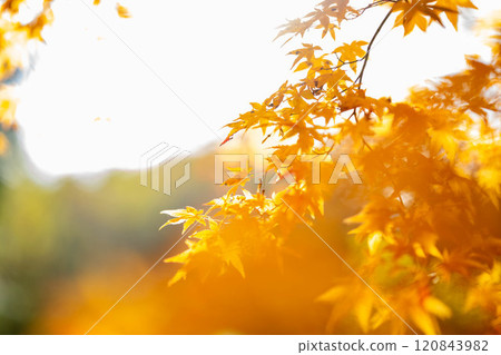 Bright autumn leaves 120843982