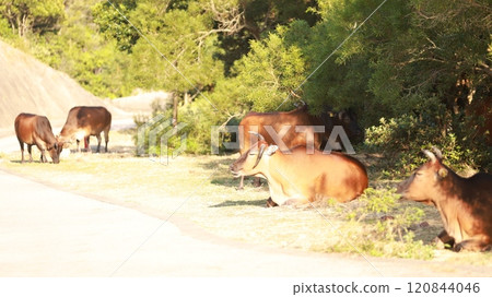 cattle in Sai Kung, one of stray animal after hong kong give up the agriculture culture in High Island Reservoir 120844046