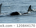 The Shachi I met in the sea of Rausu 120844170