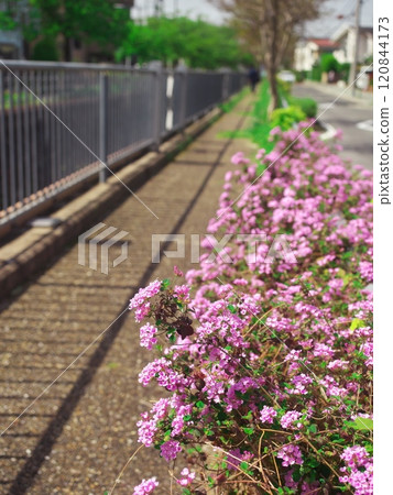 名古屋市天博區笹原公園的法國百里香在春天綻放 名古屋市天博區笹原公園的法國百里香在春天綻放 120844173