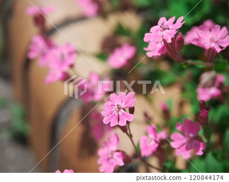 名古屋市天博區笹原公園的法國百里香在春天綻放 120844174