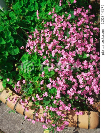 French thyme blooming in Sasahara Park in Tenpaku Ward, Nagoya City in spring French thyme blooming in Sasahara Park in Tenpaku Ward, Nagoya City in spring 120844175