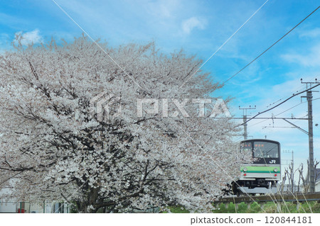 A collaboration between cherry blossoms and trains 120844181