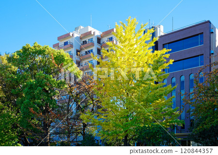 上野銀杏樹黃葉及週邊景觀秋葉 120844357