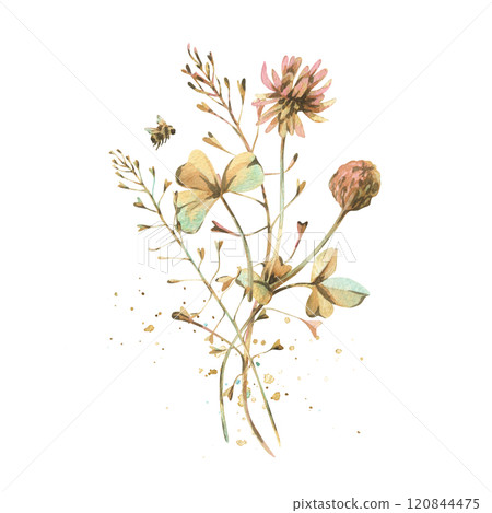 Field, meadow, wild flowers and herbs clover with shepherd's purse, pollen and bumblebee. Watercolor illustration hand drawn in beige, brown and ocher colors. Bouquet isolated from the background. Field, meadow, wild flowers and herbs clover with shepherd's purse, pollen and bumblebee. Watercolor illustration hand drawn in beige, brown and ocher colors. Bouquet isolated from the background. 120844475