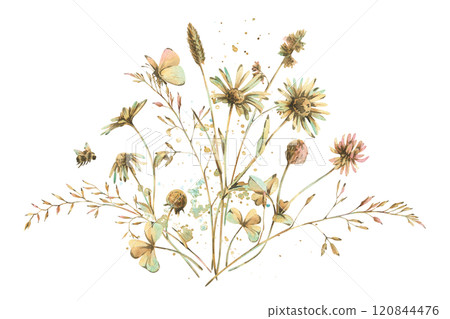 Field, meadow, wild flowers and herbs clover, chamomile and butterfly with bumblebee. Watercolor illustration hand drawn in beige, brown and ocher colors. Bouquet isolated from the background 120844476