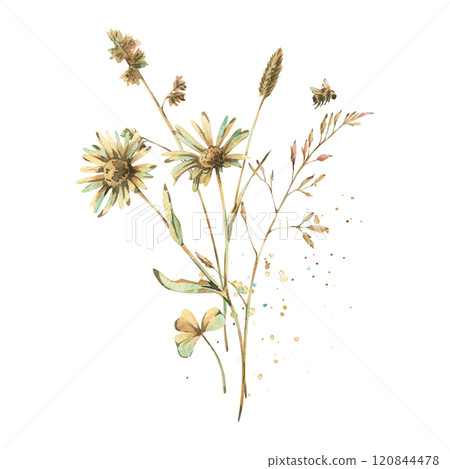 Field, meadow, wild flowers and herbs chamomile, bluegrass, clover leaf with bumblebee. Watercolor illustration hand drawn in beige, brown and ocher colors. Bouquet isolated from the background. 120844478
