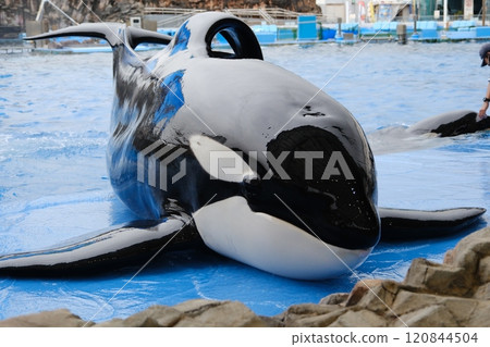 Killer whales at Nagoya Port Aquarium 120844504