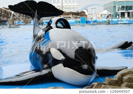 Killer whales at Nagoya Port Aquarium 120844507