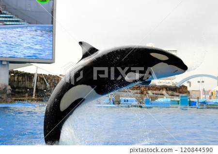 Killer whales at Nagoya Port Aquarium 120844590