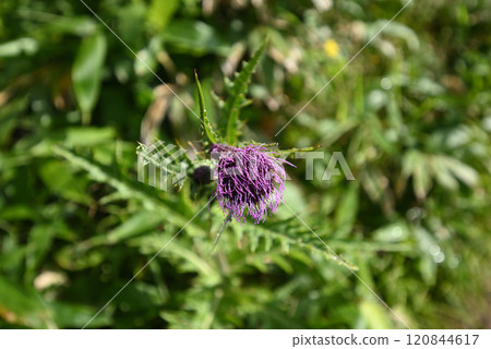 Climbing Mount Shirasuna, Gunma Prefecture Climbing Mount Shirasuna, Gunma Prefecture 120844617