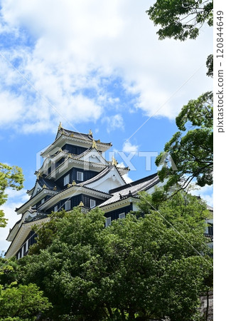 岡山城天守閣（外部修復）和樹木 120844649