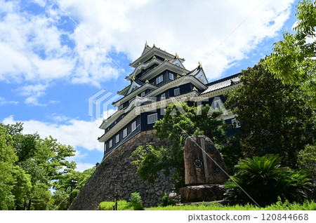 岡山城天守閣（外部修復）和樹木 120844668