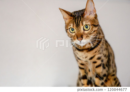 Sitting cat (Bengal) Sitting cat (Bengal) 120844677
