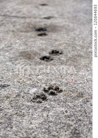 Cat paw prints imprinted in a concrete path. Animal track footprint Cat paw prints imprinted in a concrete path. Animal track footprint 120844693