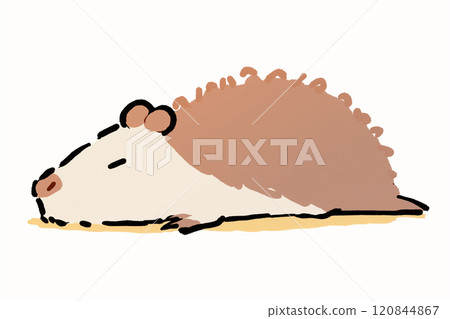 水豚可愛的午睡 120844867